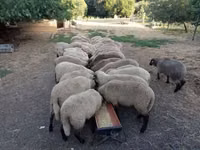 نعجة, Tsigai sheep — الصورة 3