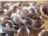 Chickens — 照片 2