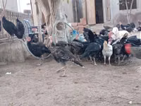 अमेरिकन बफ — फ़ोटो 5