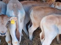 ثور, Simmental cattle — الصورة 1