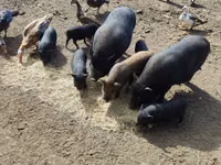 Boar, Pigs — photo 2