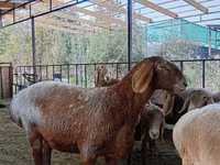 نعجة, Arashan sheep — الصورة 8
