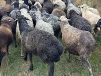 母羊, Bessarabian sheep — 照片 3