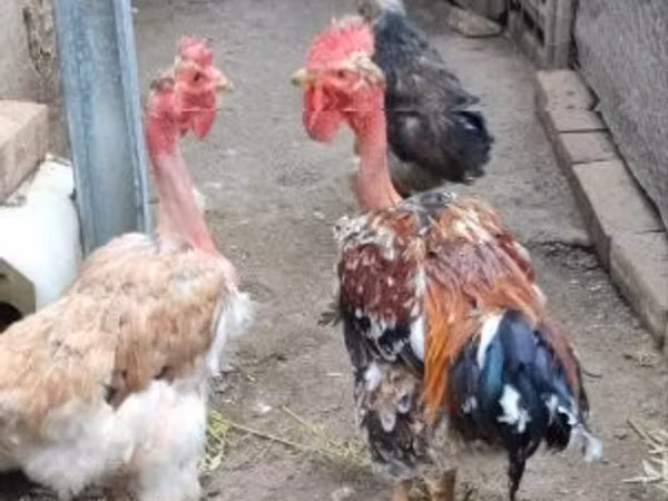 丹麦母鸡