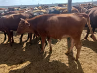Vaca, Vaca de estepa roja — foto 2