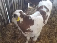 Bovinos (lote, sexo no especificado), Simmental cattle — foto 3