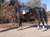 حصان, French Trotter — الصورة 2