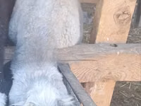 Widder, Schafe — Foto 6