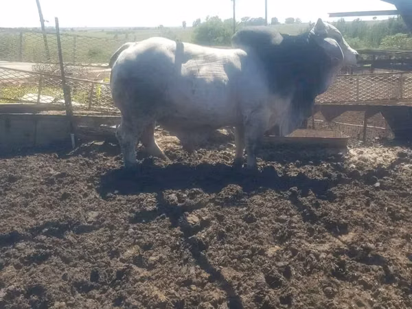 Bull, Brahman