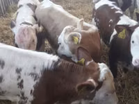 Ng'ombe (kikundi, jinsia haijatajwa), Simmental cattle — picha 1