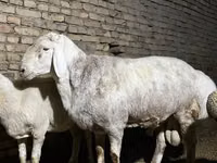 كبش, Afghan Arabi sheep — الصورة 3