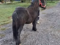 Horse (M), Horses — photo 5