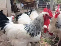 萨塞克斯 — 照片 1