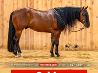 Horse (M), Quarter Horse — photo 1