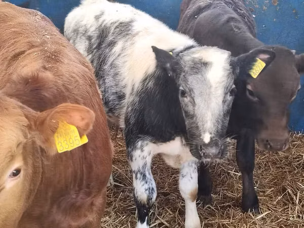 Ng'ombe dume, Simmental cattle