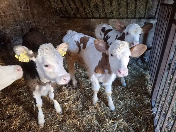 Ng'ombe jike, Simmental cattle