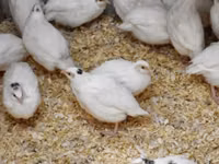 एस्टोनियन — फ़ोटो 2