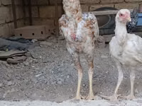 Chickens — 照片 4