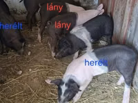 Sow, Pigs — photo 6