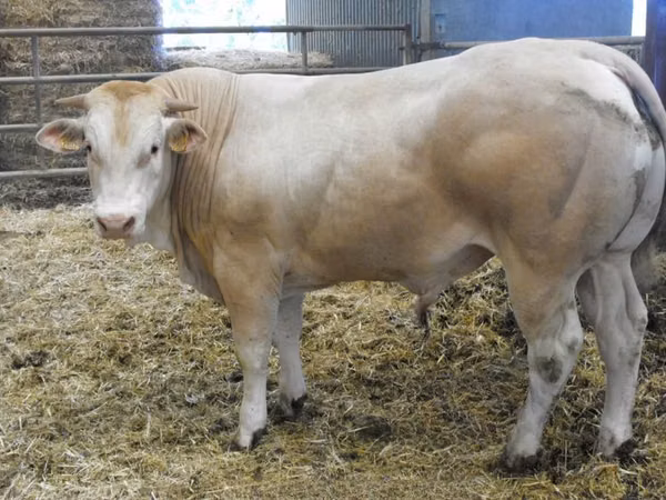 Toro, Blonde d’Aquitane cattle
