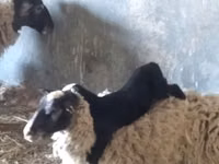 भेड़, Romanov sheep — फ़ोटो 4