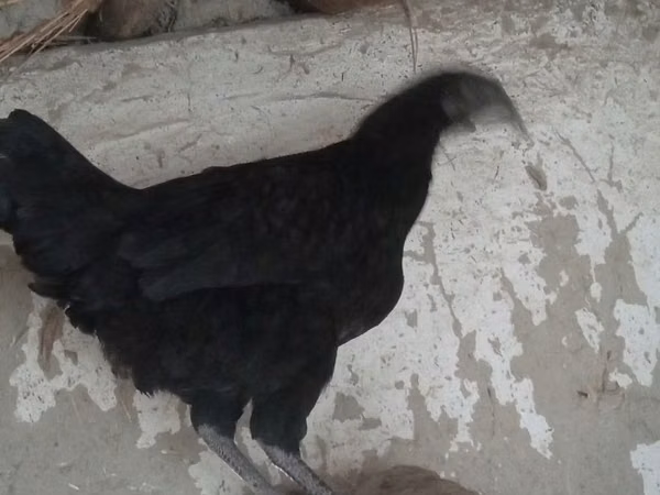 爪哇黑鸡