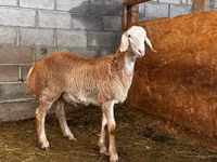 Carnero, Rhon sheep — foto 3