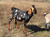 Billy Goat, Nubian Goat — photo 2