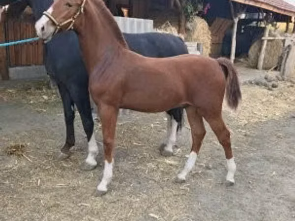 Faras, Dutch warmblood horse