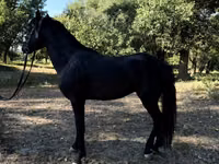 Pferde (Partie, Geschlecht nicht angegeben), American shetland pony — Foto 7