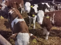 Ng'ombe dume, Simmental cattle — picha 3
