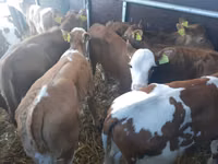 ثور, Simmental cattle — الصورة 3