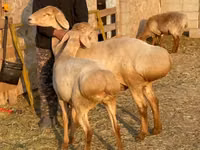 نعجة, Edilbay sheep — الصورة 2