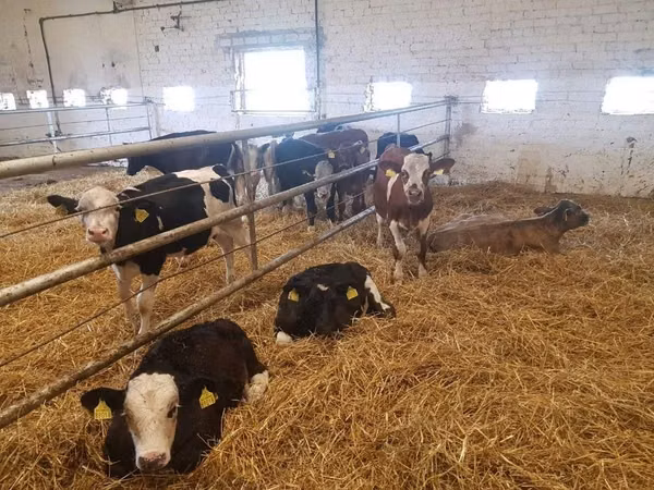 Ng'ombe (kikundi, jinsia haijatajwa), Simmental cattle