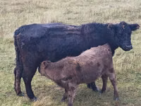 Dibi, Galloway cow — sawirka 4