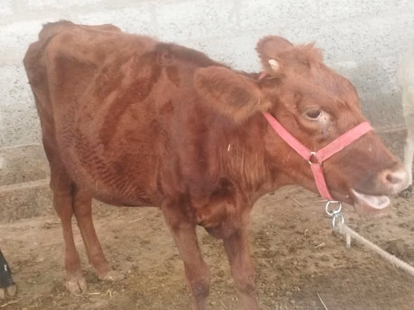 母牛, Red Estonian cattle