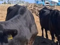 母牛, Cattle — 照片 2