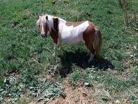 فرس, Australian Pony — الصورة 4