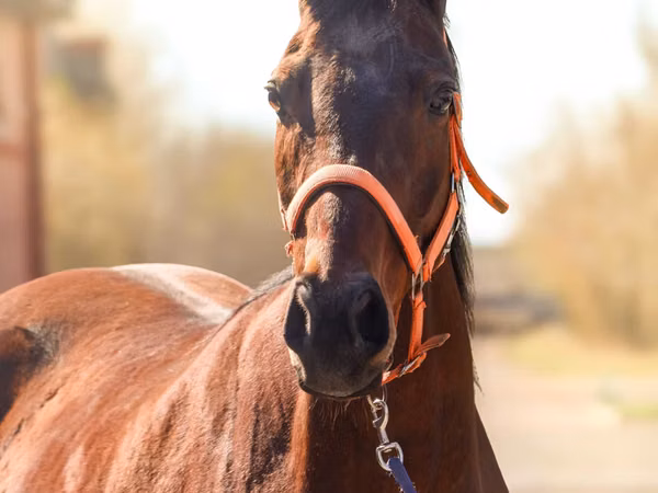 Mare, Thoroughbred horse