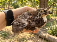 Quails — 照片 1