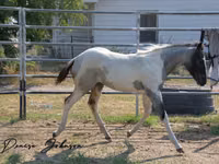 Hengst, National Show Horse — Foto 5