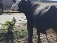 Cow, Russian Black pied cattle — photo 8