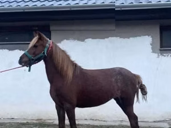 فرس, Welsh Cob