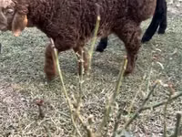 Goats (batch, sex not specified), Goats — photo 4