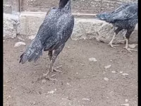 بيرل غري — الصورة 3