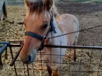 Caballo, Welsh Cob — foto 1