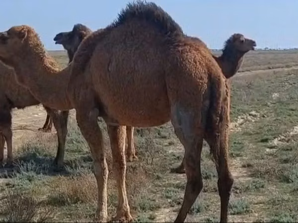 Kamelstute, Nar-Maya camel