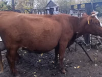 Cow, Latvian Blue cattle — photo 1