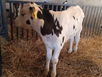 Bulle, Russian Black pied cattle — Foto 5
