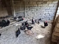 أمريكان غيم — الصورة 4